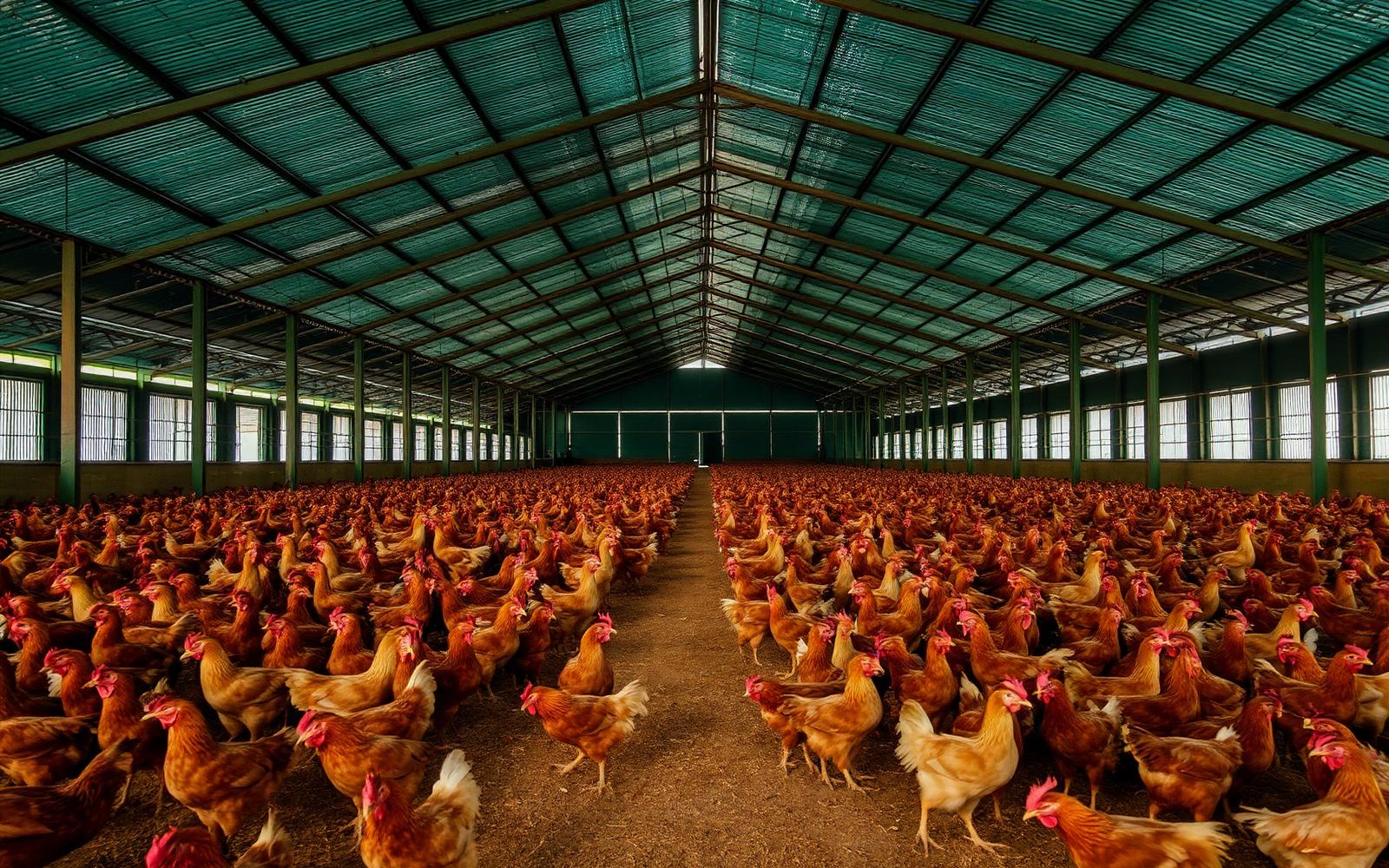 DWIT Farm poultry sheds and free-range Gavran hens